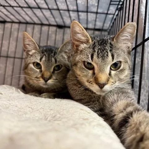 Miley Cyrus thumbnail 4