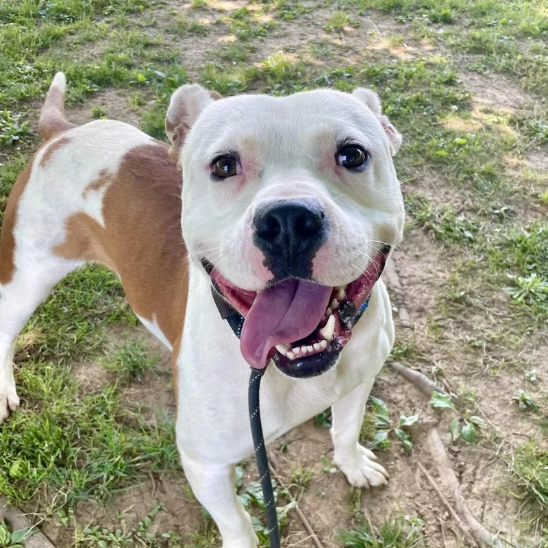 An adult medium-sized male White / Cream Mixed Breed dog named Mr. Man for adoption in Chattanooga, TN