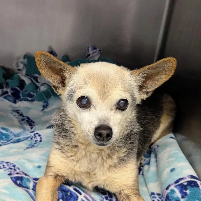 A senior small-sized male Black Chihuahua dog named Eddie for adoption in Marysville, OH