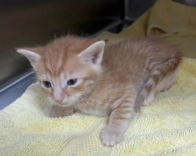 A baby small-sized male Domestic Short Hair cat named Cornflakes for adoption in Norco, CA
