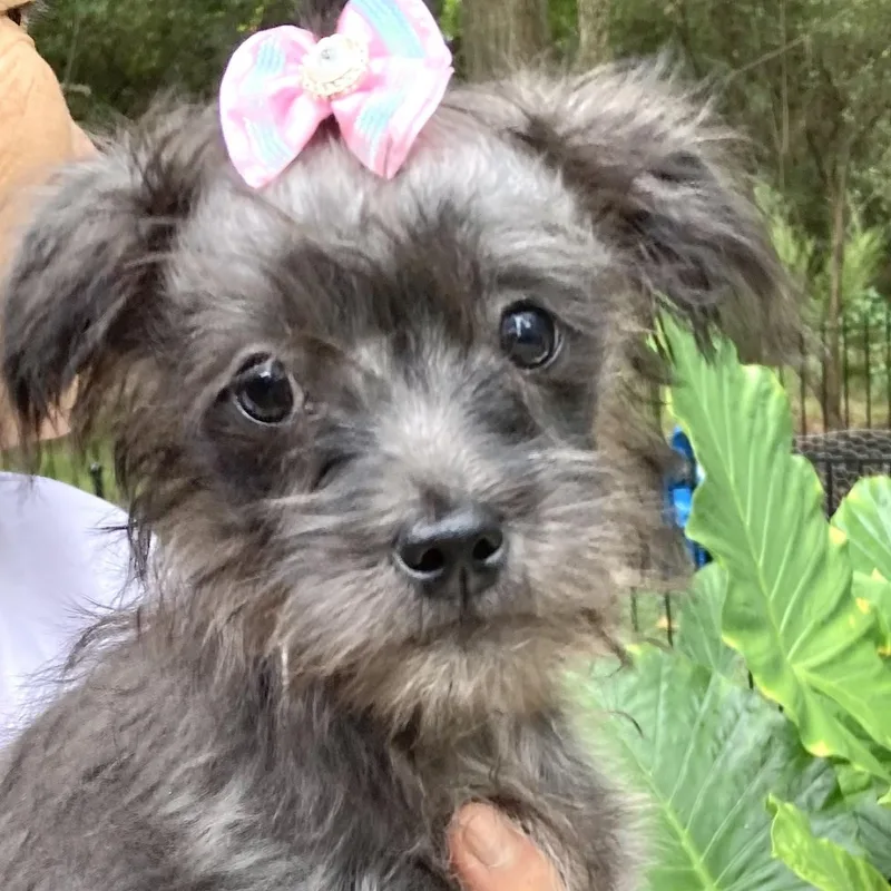A baby small-sized female Gray / Blue / Silver Shih Tzu dog named Minnie for adoption in Conroe, TX