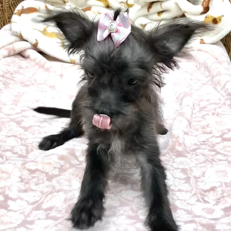 Minnie thumbnail 3