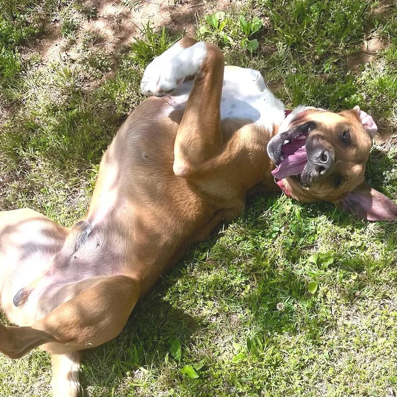 An adult large-sized male Yellow / Tan / Blond / Fawn Mixed Breed dog named Chestnut for adoption in Chattanooga, TN