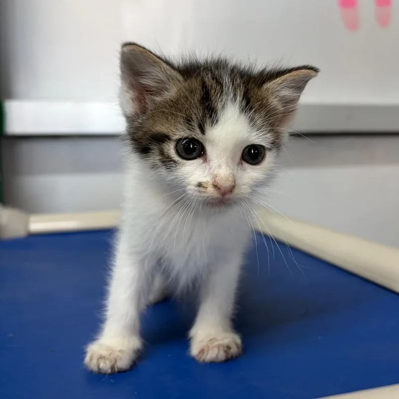 A baby small-sized female White Domestic Short Hair cat named Paisley for adoption in West Point, MS