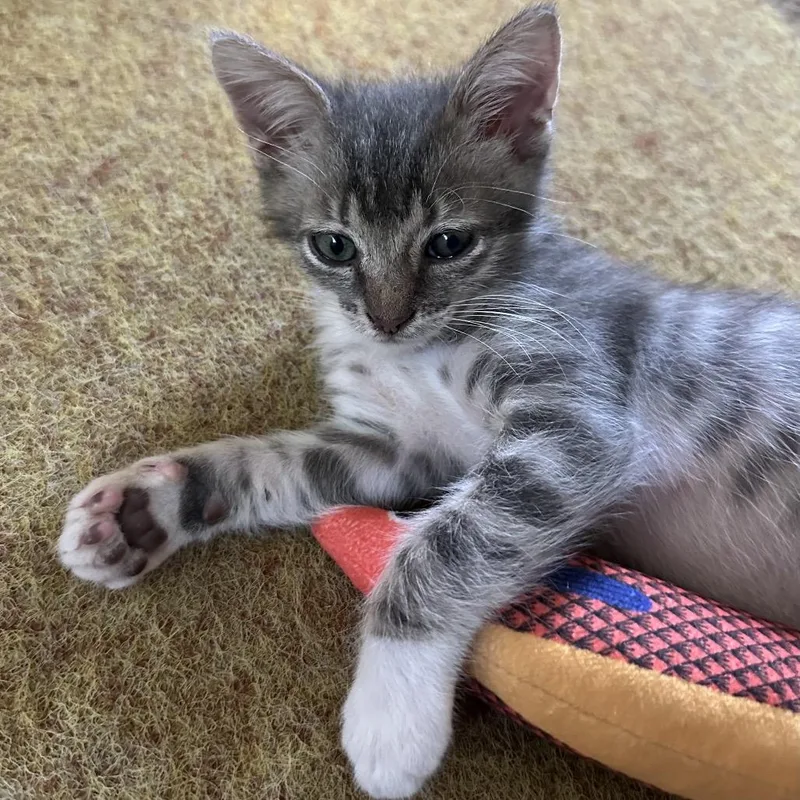 A baby small-sized male Gray / Blue / Silver Domestic Short Hair cat named Kettle Corn for adoption in Austin, TX