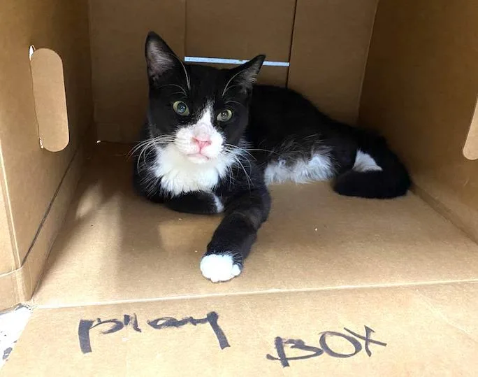 Haymitch thumbnail 3