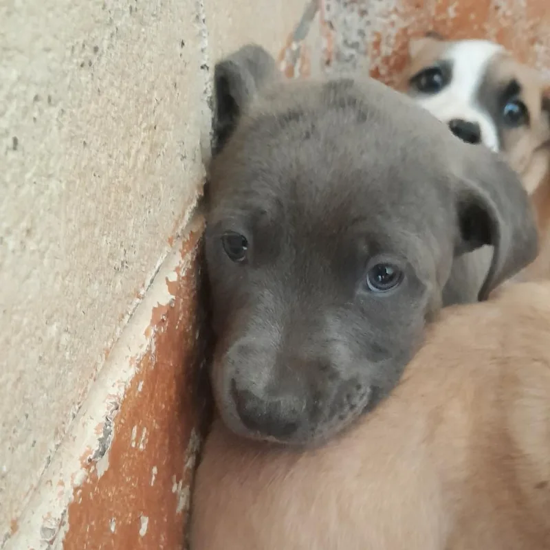 A baby small-sized female Gray / Blue / Silver Pit Bull Terrier dog named Silver for adoption in Douglas, AZ