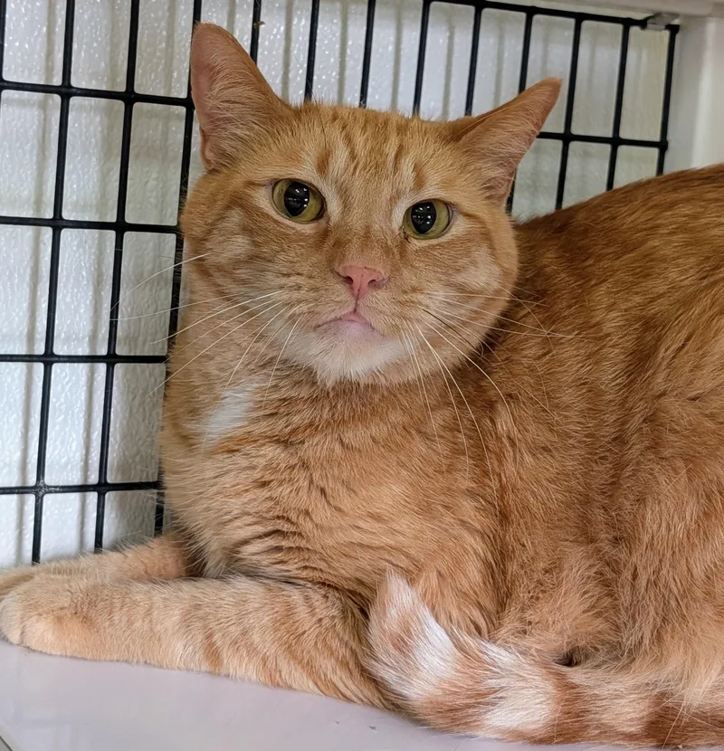 An adult large-sized male Orange / Red Domestic Short Hair cat named Hikaru for adoption in Decatur, IL