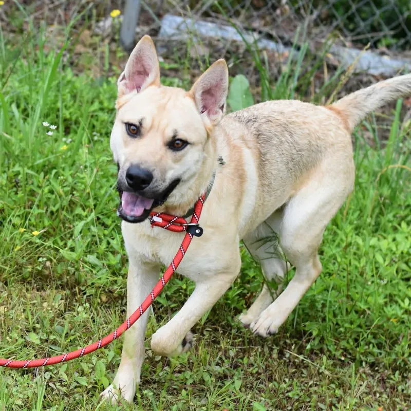 A young medium-sized male Bicolor Labrador Retriever dog named Samwise for adoption in Pearland, TX