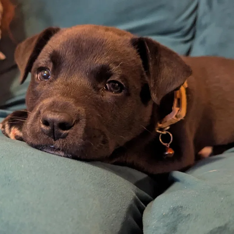 A baby small-sized male Black Mixed Breed dog named Peter for adoption in Buffalo, MN