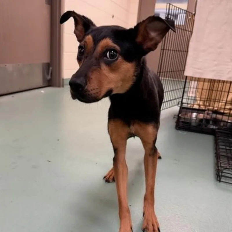 A young small-sized female Yellow / Tan / Blond / Fawn Mixed Breed dog named Midnight for adoption in Memphis, TN