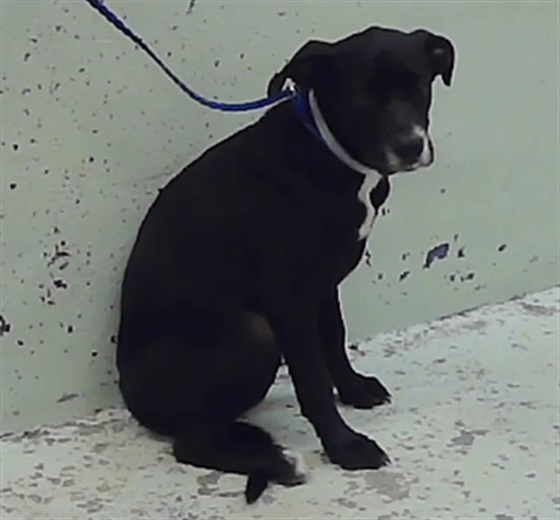 A baby medium-sized female Labrador Retriever dog named Athens for adoption in Houston, TX