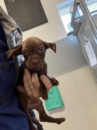 A baby small-sized male Pit Bull Terrier dog named Ace for adoption in Pequot Lakes, MN