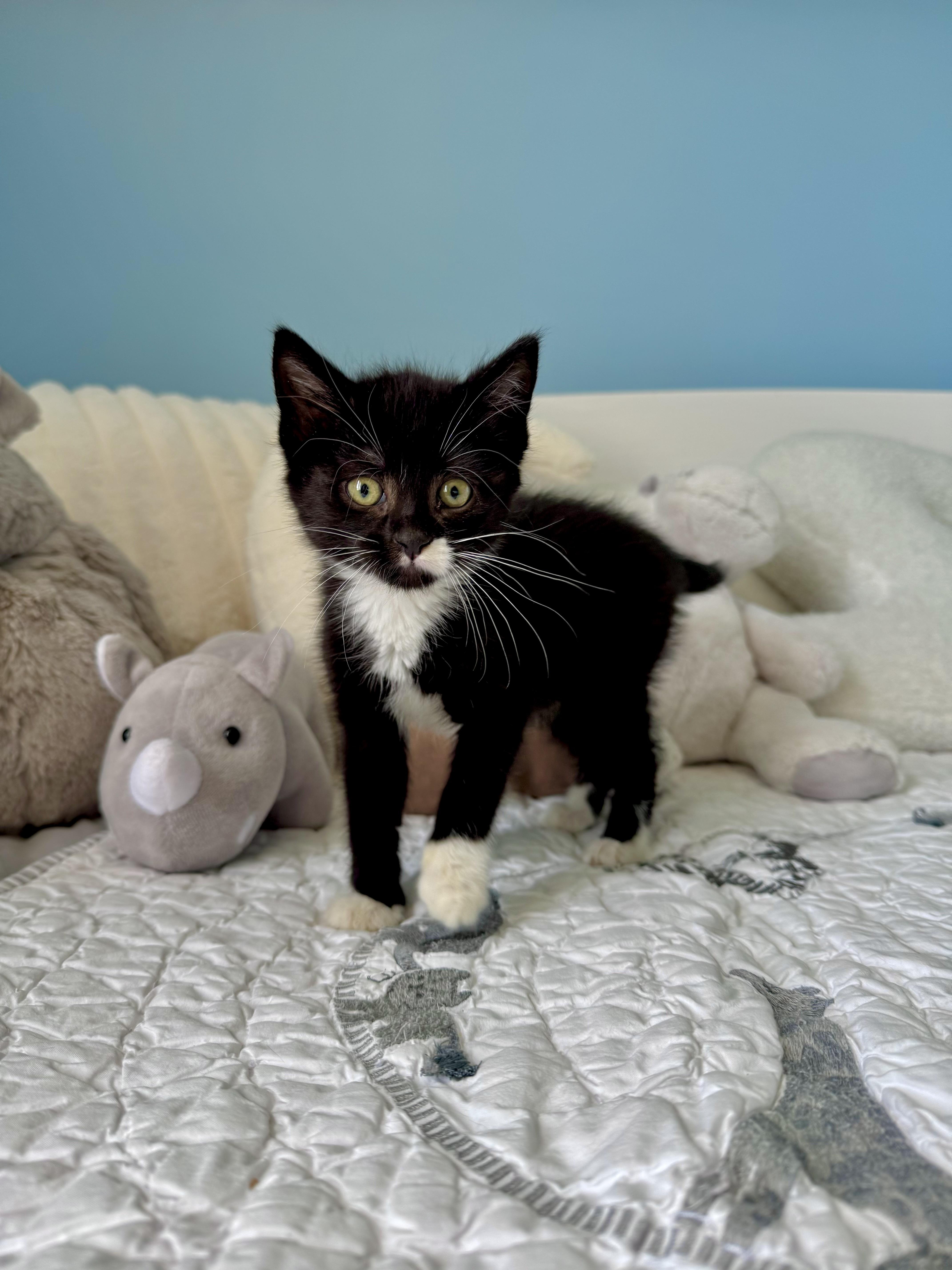 A baby large-sized female Black & White / Tuxedo Domestic Short Hair cat named Serena for adoption in Ramsey, NJ