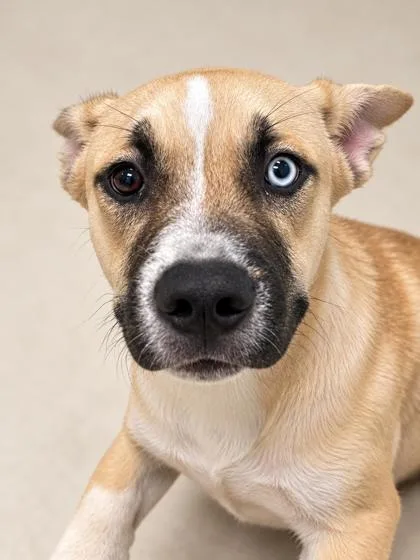 A young medium-sized male Mixed Breed dog named Akuma for adoption in Gulfport, MS