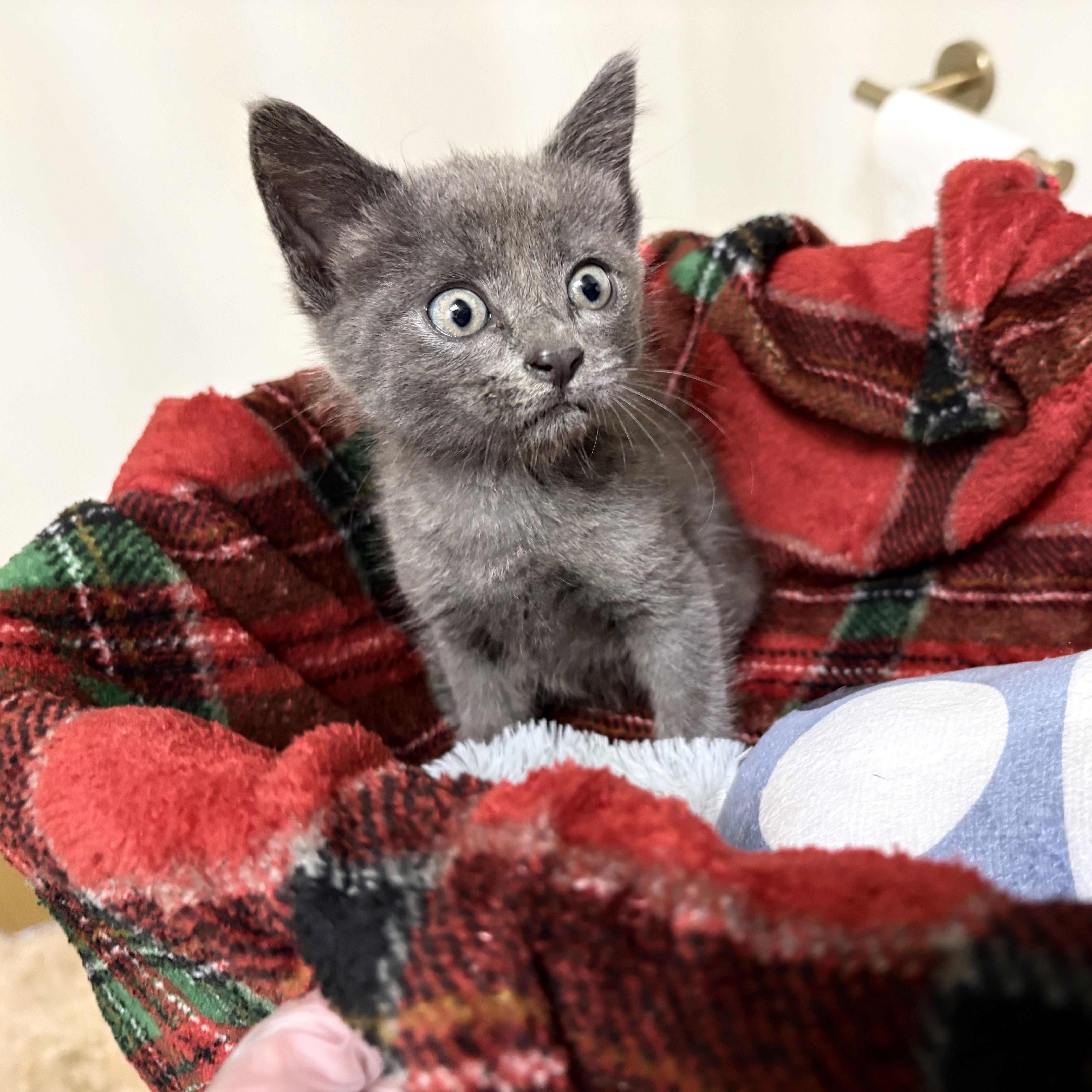 A baby small-sized male Russian Blue cat named Dusty for adoption in Coral Springs, FL