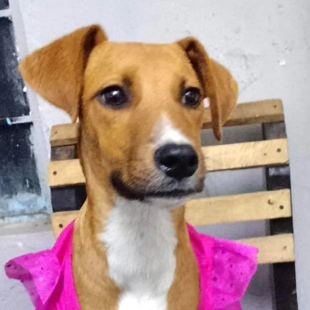 A young medium-sized female Mixed Breed dog named Gigi for adoption in Plainfield, IL