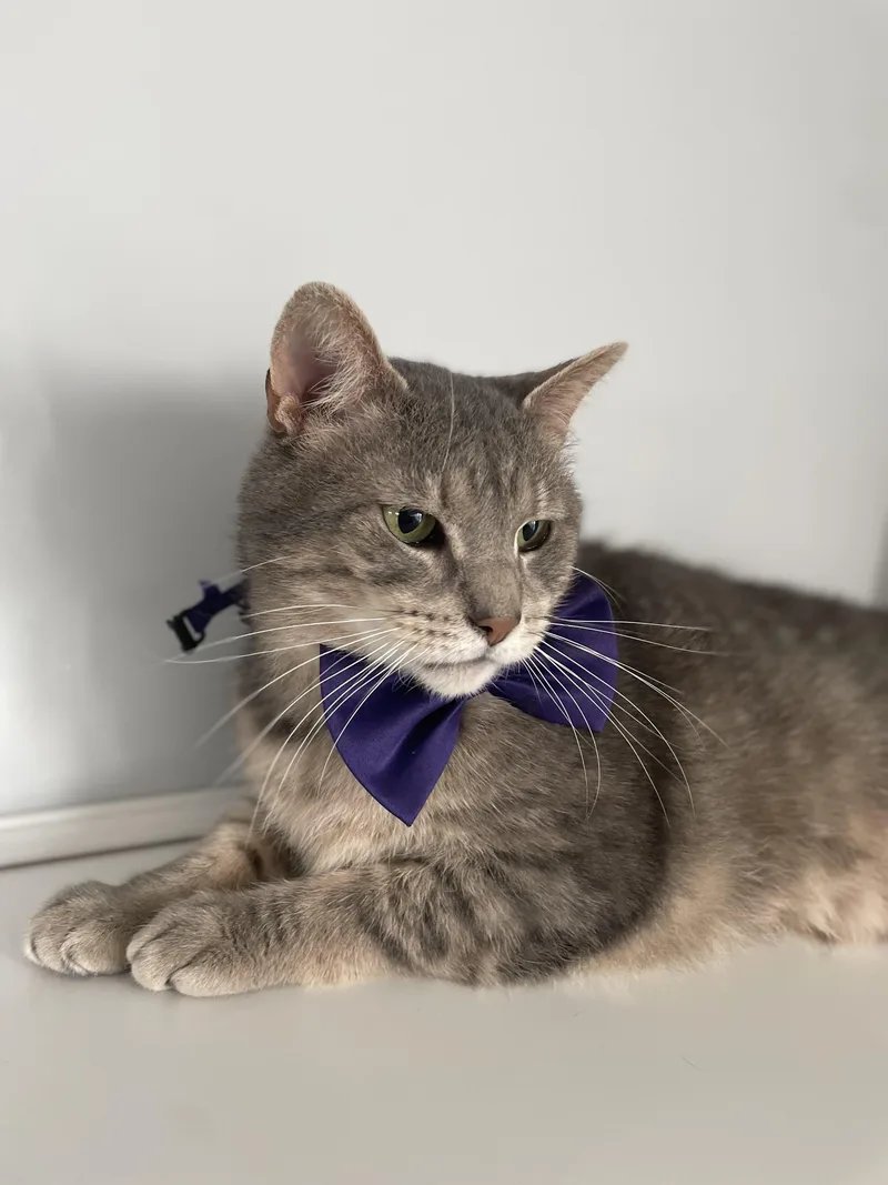 A senior medium-sized male Gray / Blue / Silver Domestic Short Hair cat named Ash for adoption in Munfordville, KY