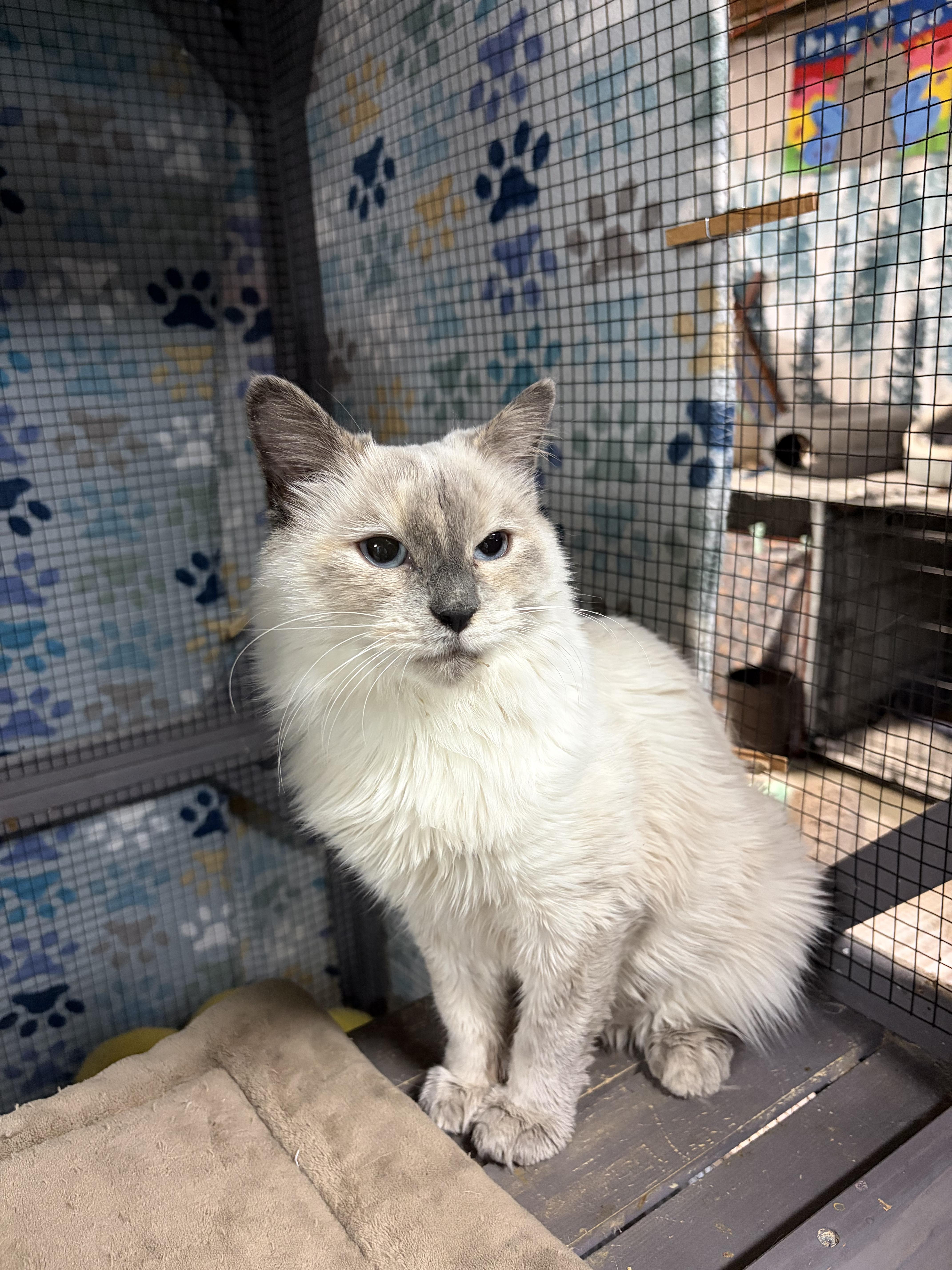 An adult medium-sized female Cream Point Siamese cat named 'lilly' for adoption in North East, MD