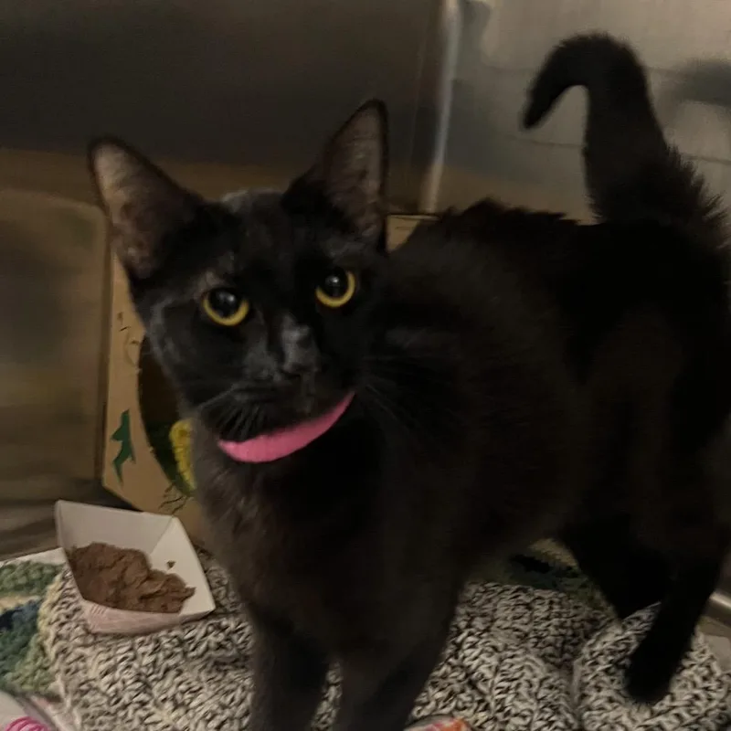 An adult medium-sized female Black Domestic Short Hair cat named Diva for adoption in Fairport, NY