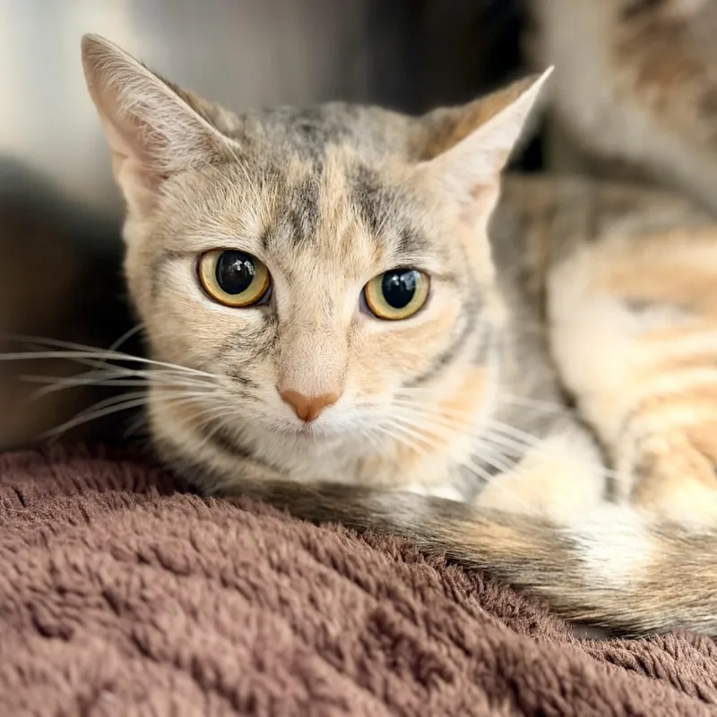 An adult medium-sized female Dilute Tortoiseshell Domestic Short Hair cat named Cuki for adoption in Manahawkin, NJ