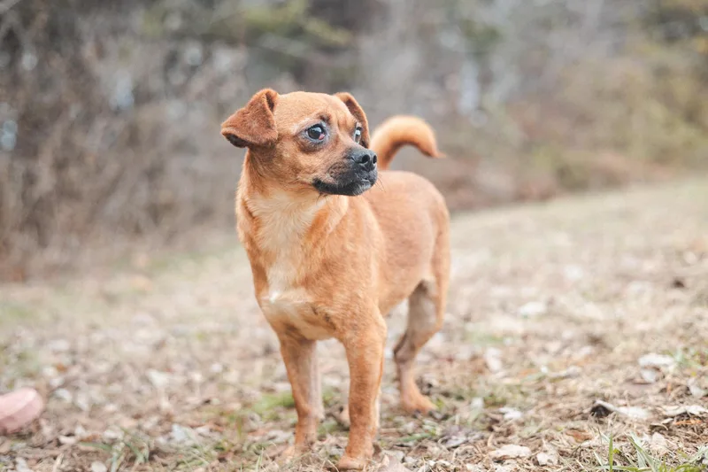 Sam  Transport thumbnail 3