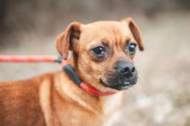 Sam  Transport thumbnail 4