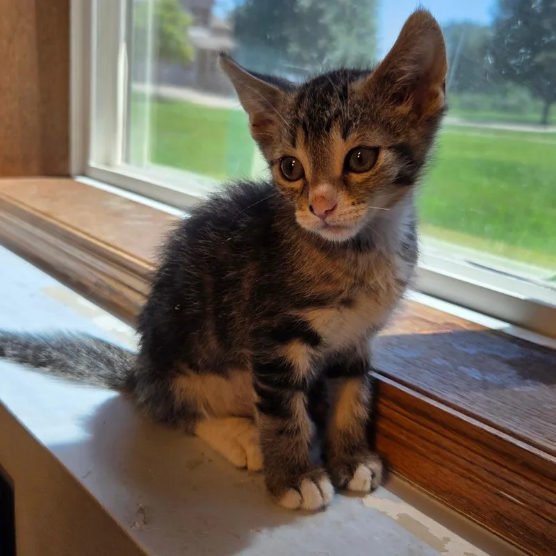 A baby small-sized male Brown / Chocolate Domestic Short Hair cat named Toffee for adoption in Chaska, MN