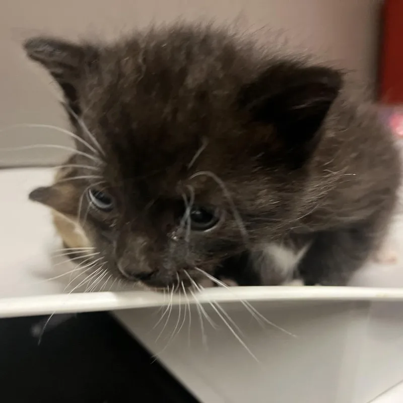 A baby small-sized male Black Domestic Short Hair cat named Macaron for adoption in Chattanooga, TN