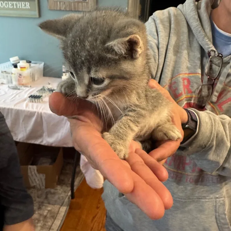 A baby small-sized female Gray / Blue / Silver Domestic Short Hair cat named Beatrice for adoption in Spring Hill, KS