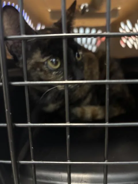 A young medium-sized female Domestic Short Hair cat named Charlotte for adoption in Palmetto, FL