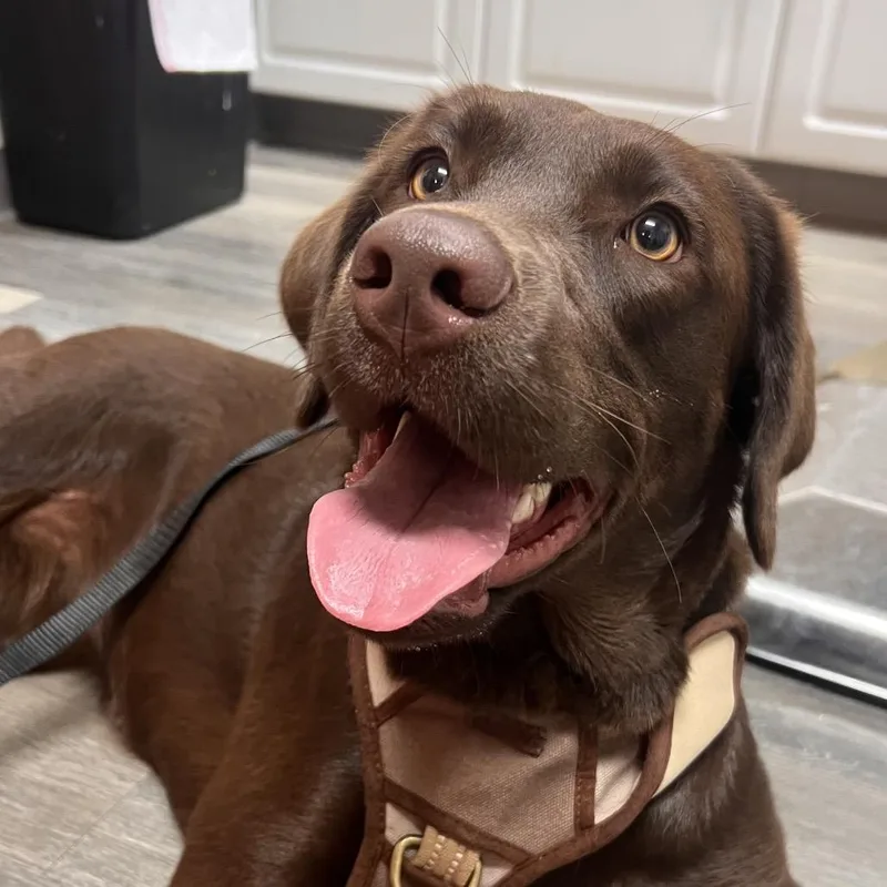 A young large-sized female Brown / Chocolate Mixed Breed dog named Oakley for adoption in Pensacola, FL
