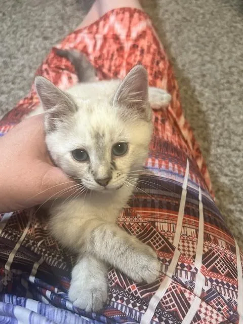 Judy Blue Eyes