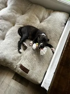 A baby medium-sized male Tricolor (Brown, Black, & White) Pit Bull Terrier dog named Dodo for adoption in Evansville, IN