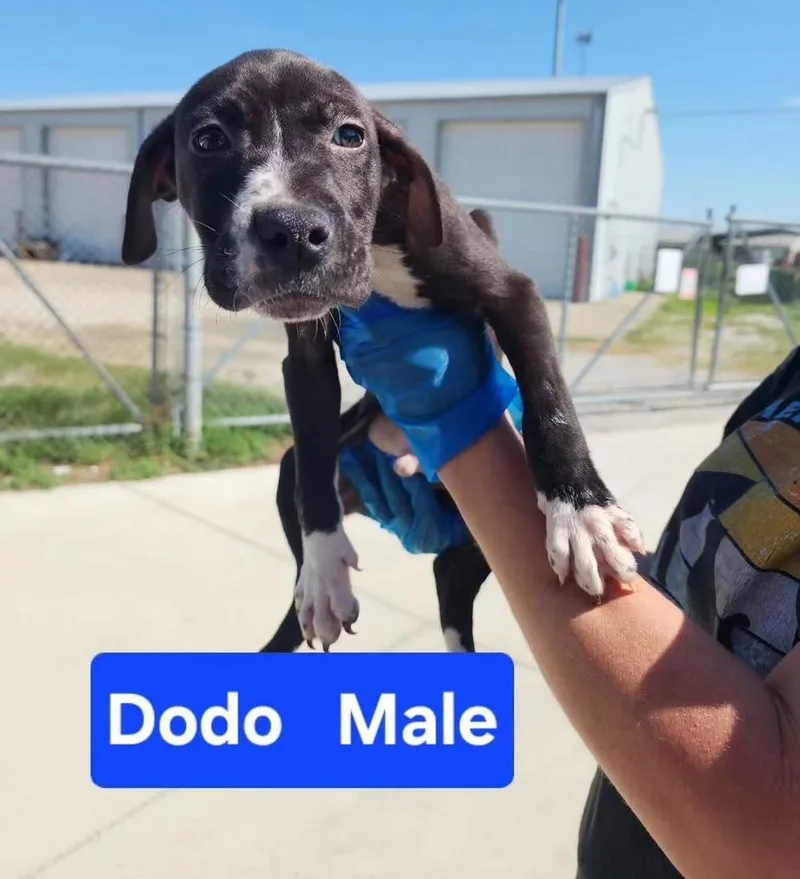 Dodo thumbnail 2