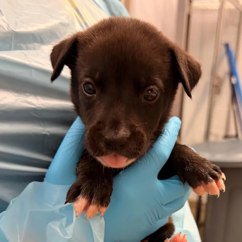 A baby medium-sized male Brown / Chocolate Mixed Breed dog named Alfredo for adoption in West Palm Beach, FL