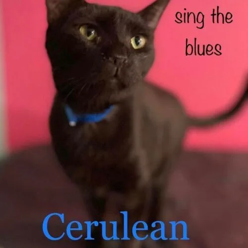 Cerulean thumbnail 6