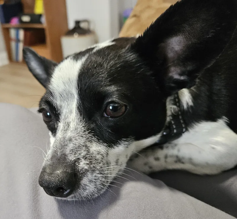 Little Luna