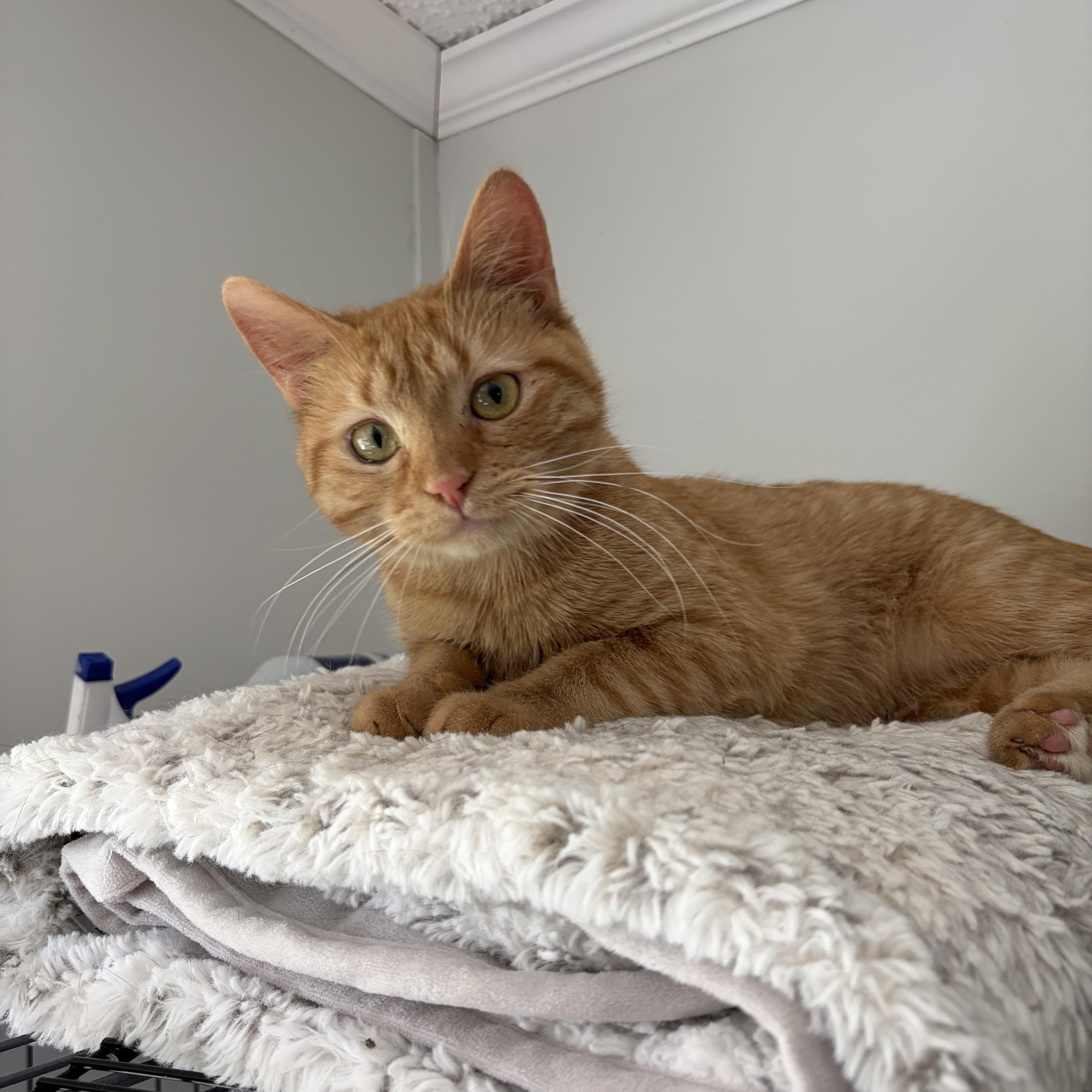 A baby small-sized female Tabby (Orange / Red) Domestic Short Hair cat named Peach for adoption in Muncie, IN