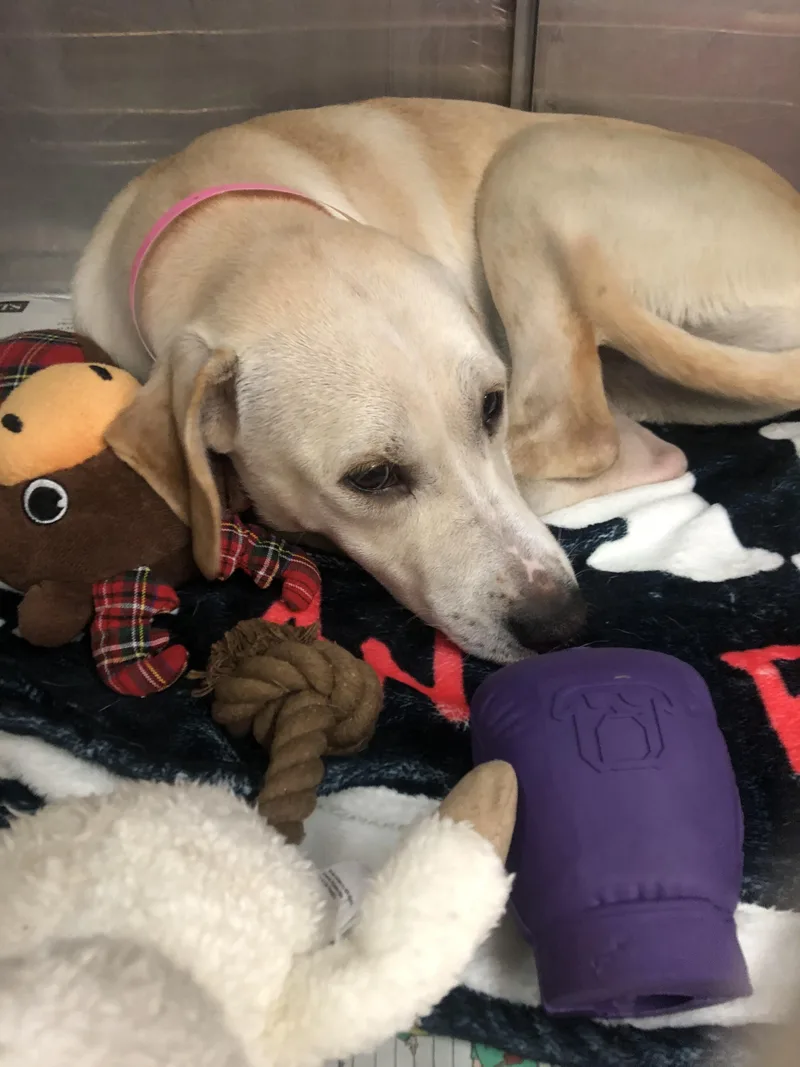 A baby medium-sized female Yellow / Tan / Blond / Fawn Labrador Retriever dog named Moira for adoption in Parma, OH