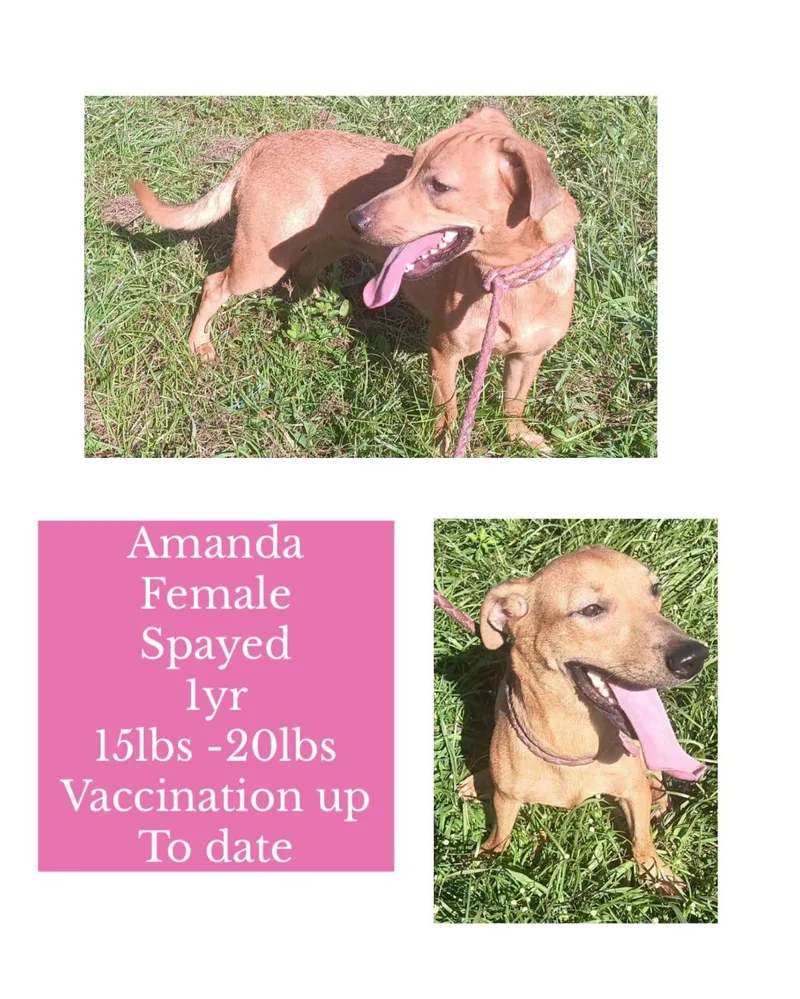 A young small-sized female Mixed Breed dog named Amanda for adoption in San Juan, PR