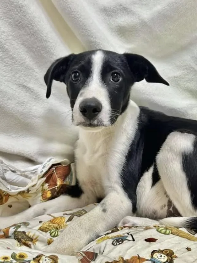 A young medium-sized male Black Australian Shepherd dog named Orion for adoption in Pleasant Valley, NY