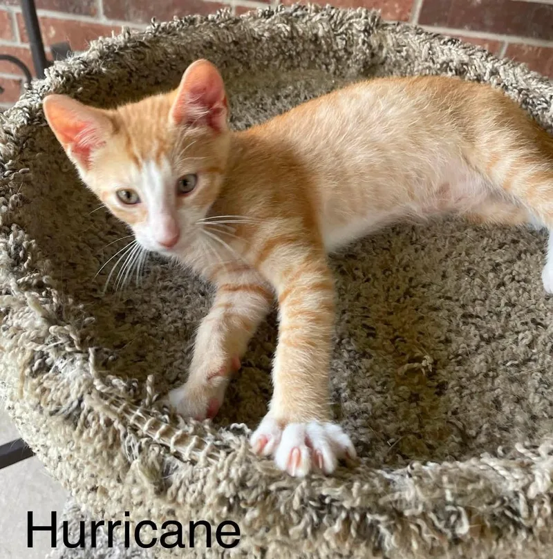 A baby small-sized male Domestic Short Hair cat named Hurricane for adoption in Magnolia, TX