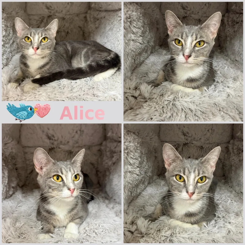 A young small-sized female Tabby (Gray / Blue / Silver) Domestic Short Hair cat named Alice for adoption in Louisville, KY