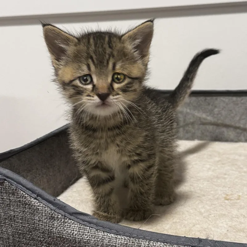 A baby small-sized male Buff / Tan / Fawn Domestic Short Hair cat named Cubb for adoption in Wichita, KS