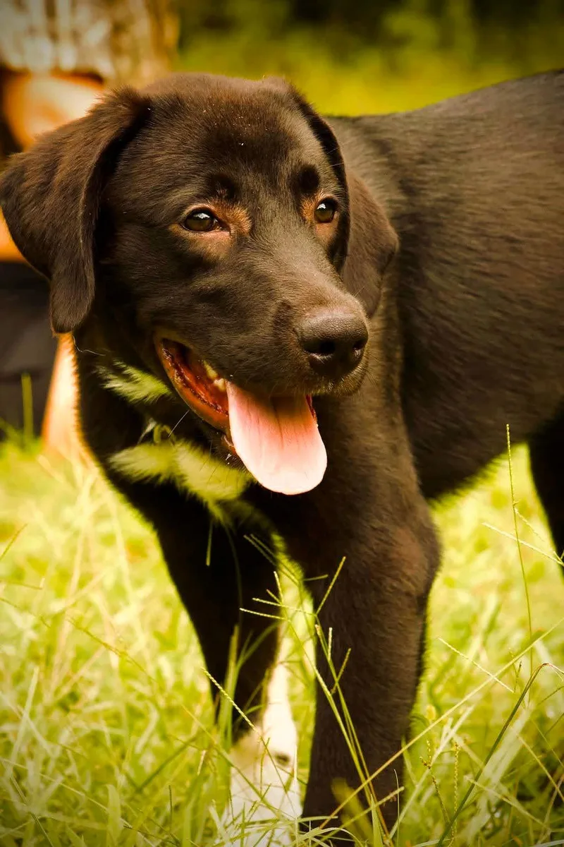 A baby medium-sized female Black Labrador Retriever dog named Thumper for adoption in Covington, GA