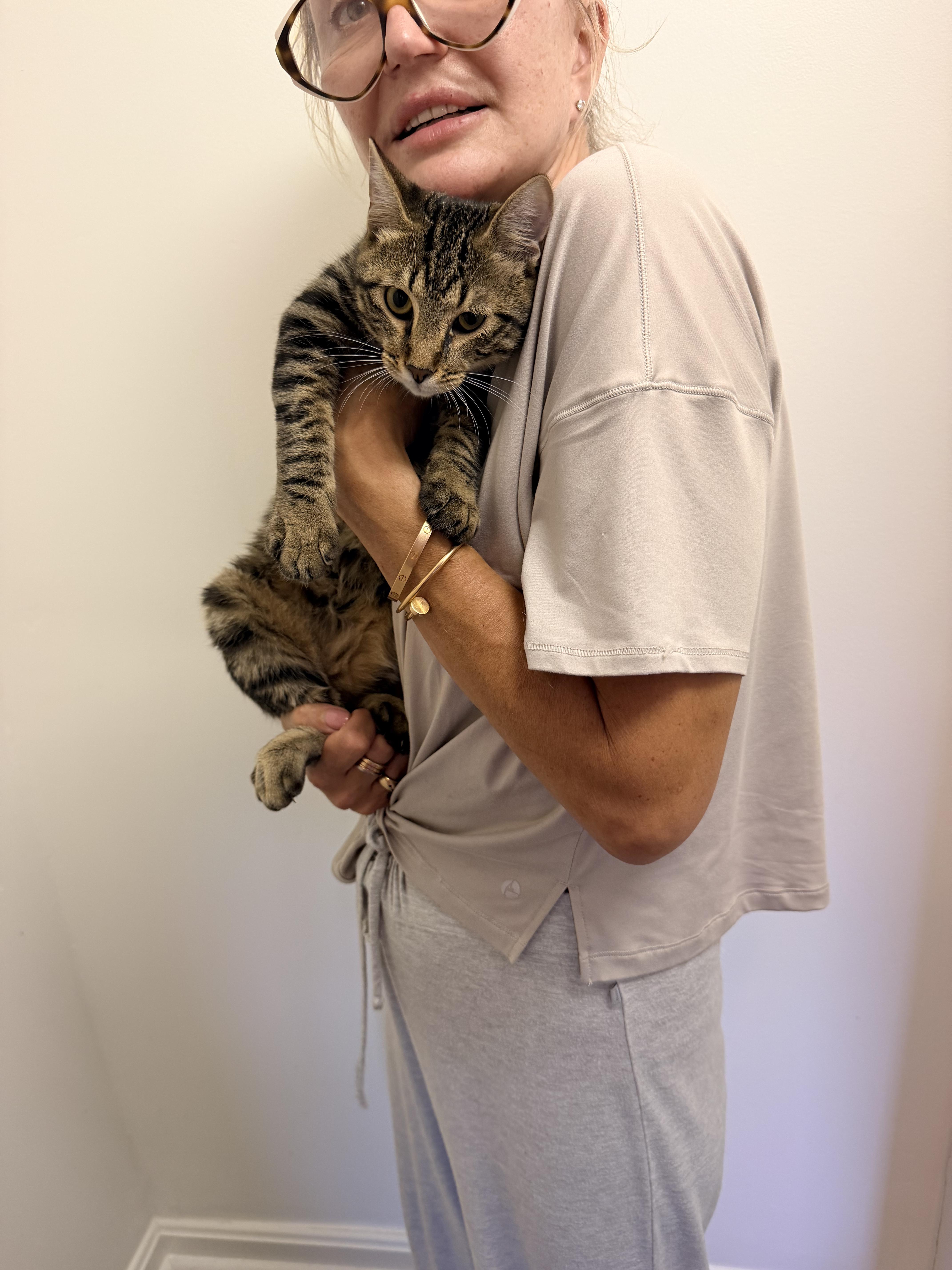 A baby medium-sized male Tabby (Gray / Blue / Silver) American Bobtail cat named Piper for adoption in Shrewsbury, MA