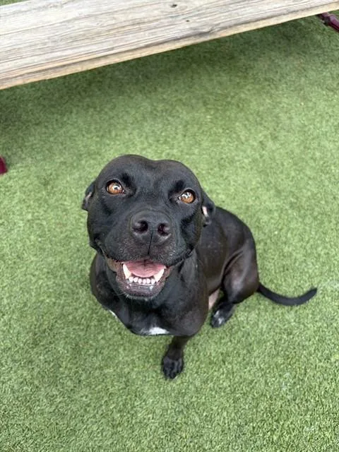 A young large-sized female Terrier dog named Shirley for adoption in Miami, FL