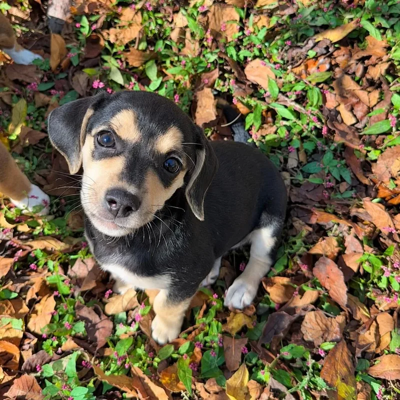 A baby small-sized female Chihuahua dog named Jewels Pup: Diamond for adoption in Falls Church, VA