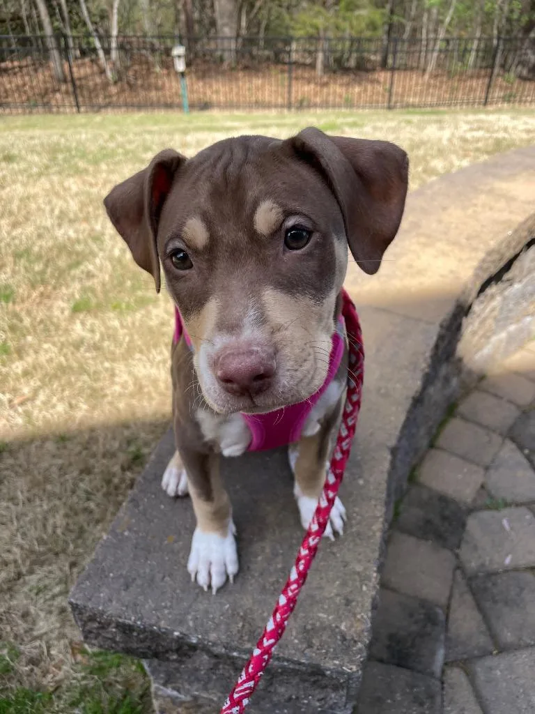 A baby medium-sized male Terrier dog named Amos for adoption in Fort Mill, SC